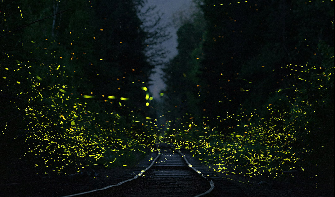 best-place-to-see-fireflies-2