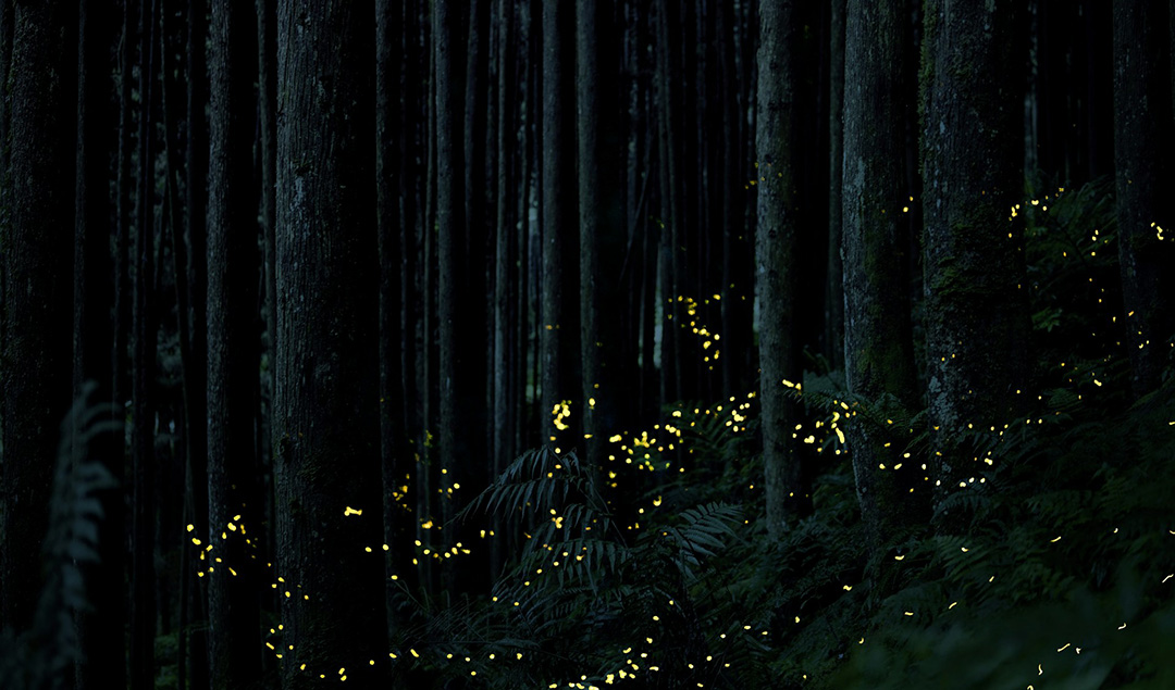 best-place-to-see-fireflies-3