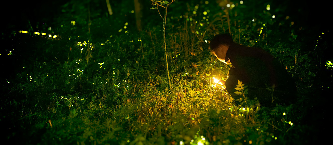 best-place-to-see-fireflies