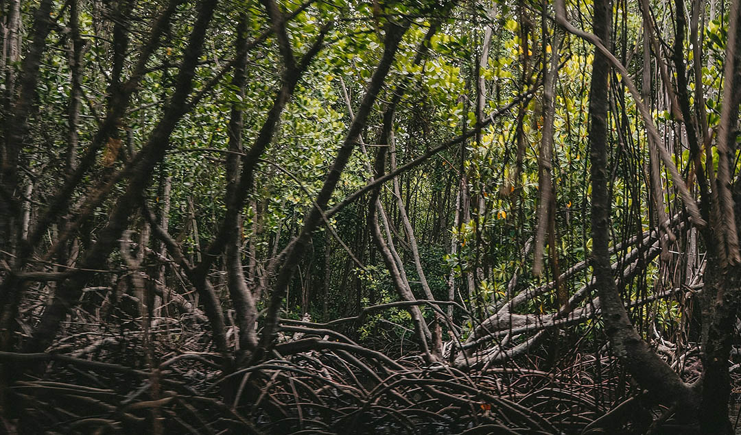 ecotourism-in-bali-3