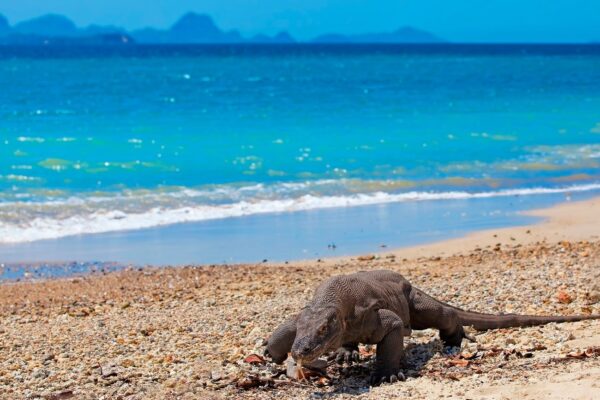 komodo-tour-from-bali