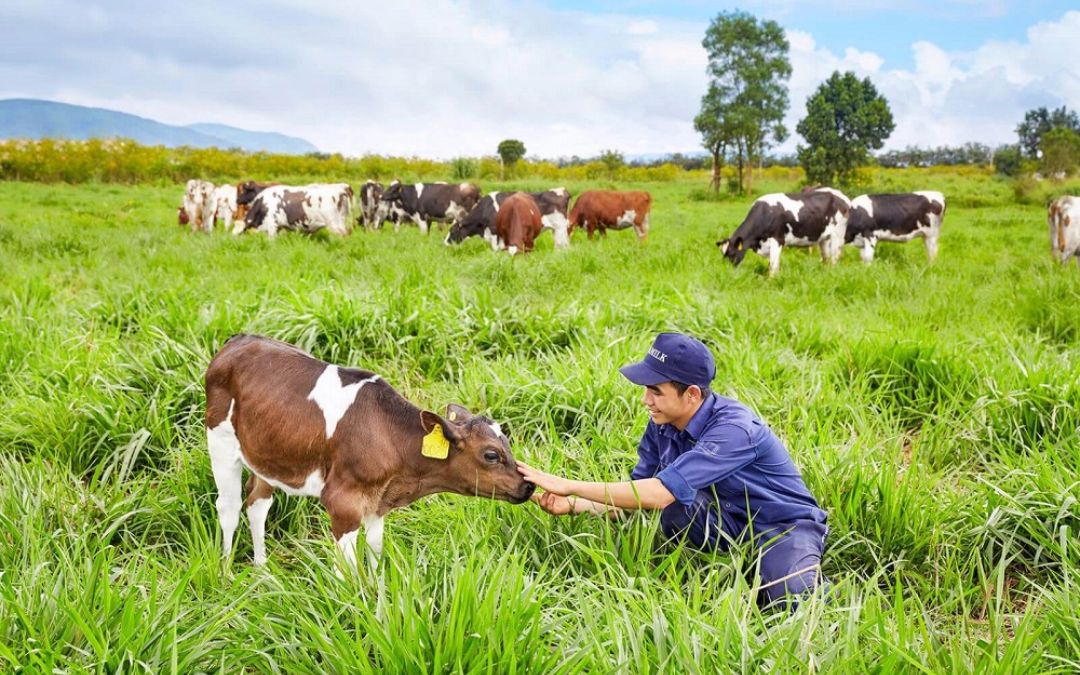 north-vietnam-provinces-14-moc-chau-milk-farm