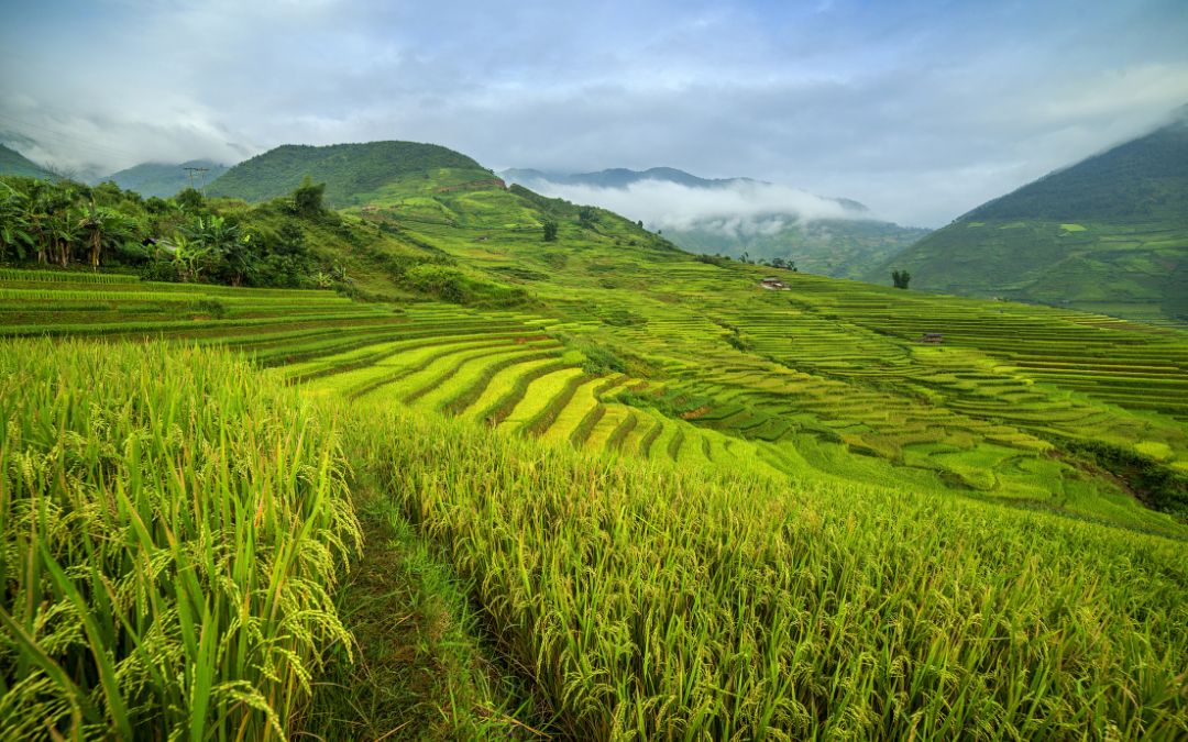 rice-terraces-in-vietnam-4-hoang-su-phi