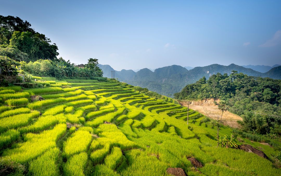 rice-terraces-in-vietnam-5-pu-luong