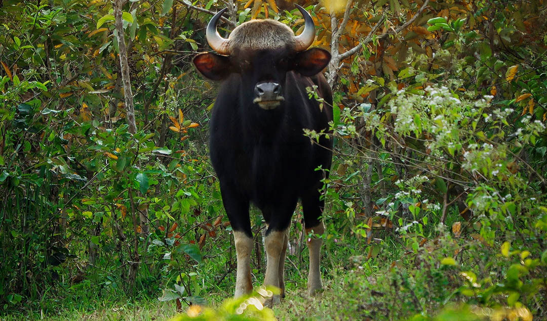 thailand-national-park-6