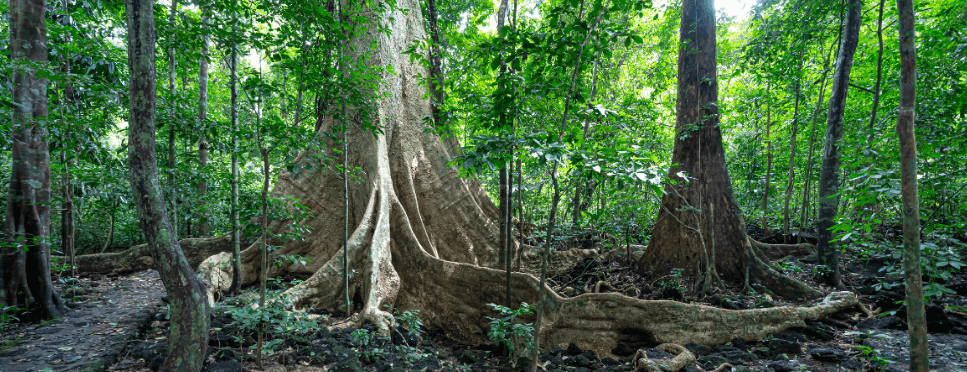 Nam cat Tien National Park Guide