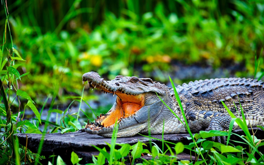 cat-tien-national-park-2