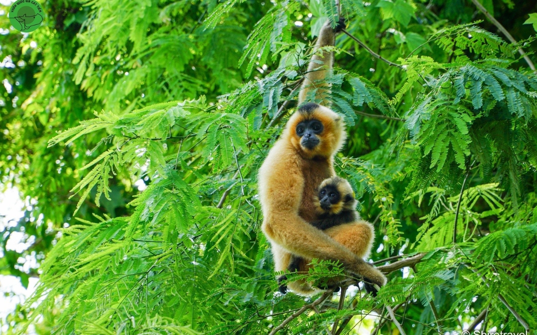cat-tien-national-park-7