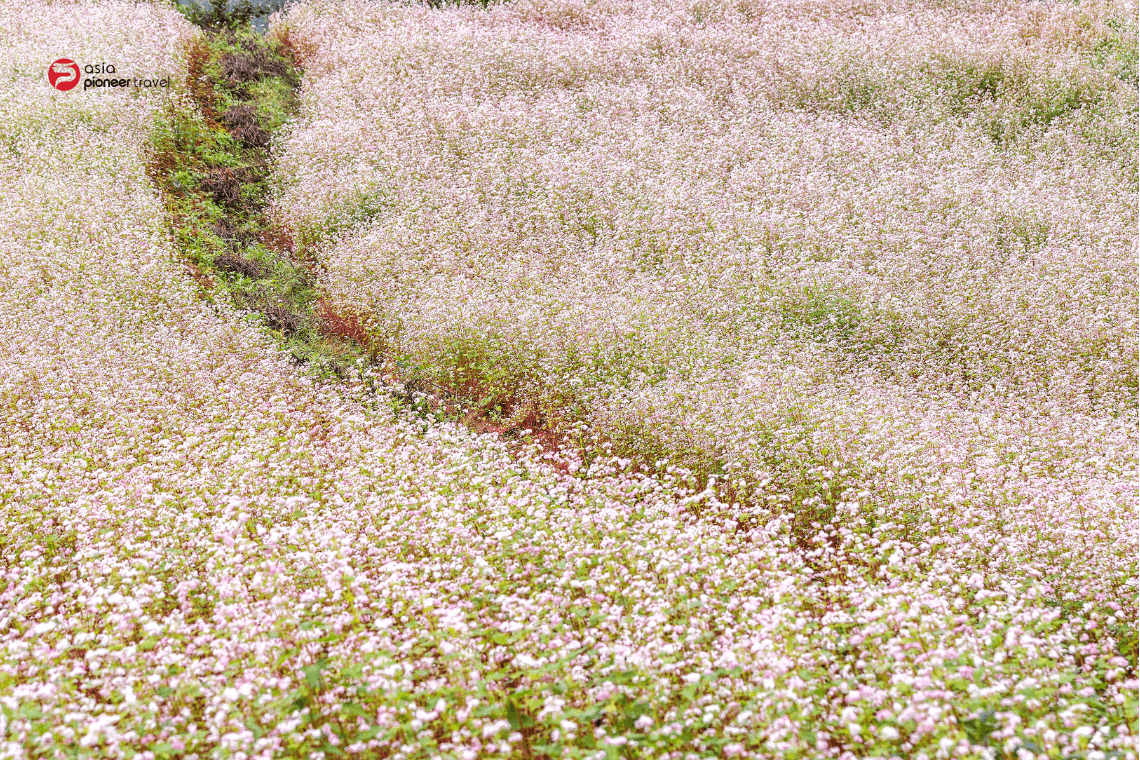 Buckwheat festival