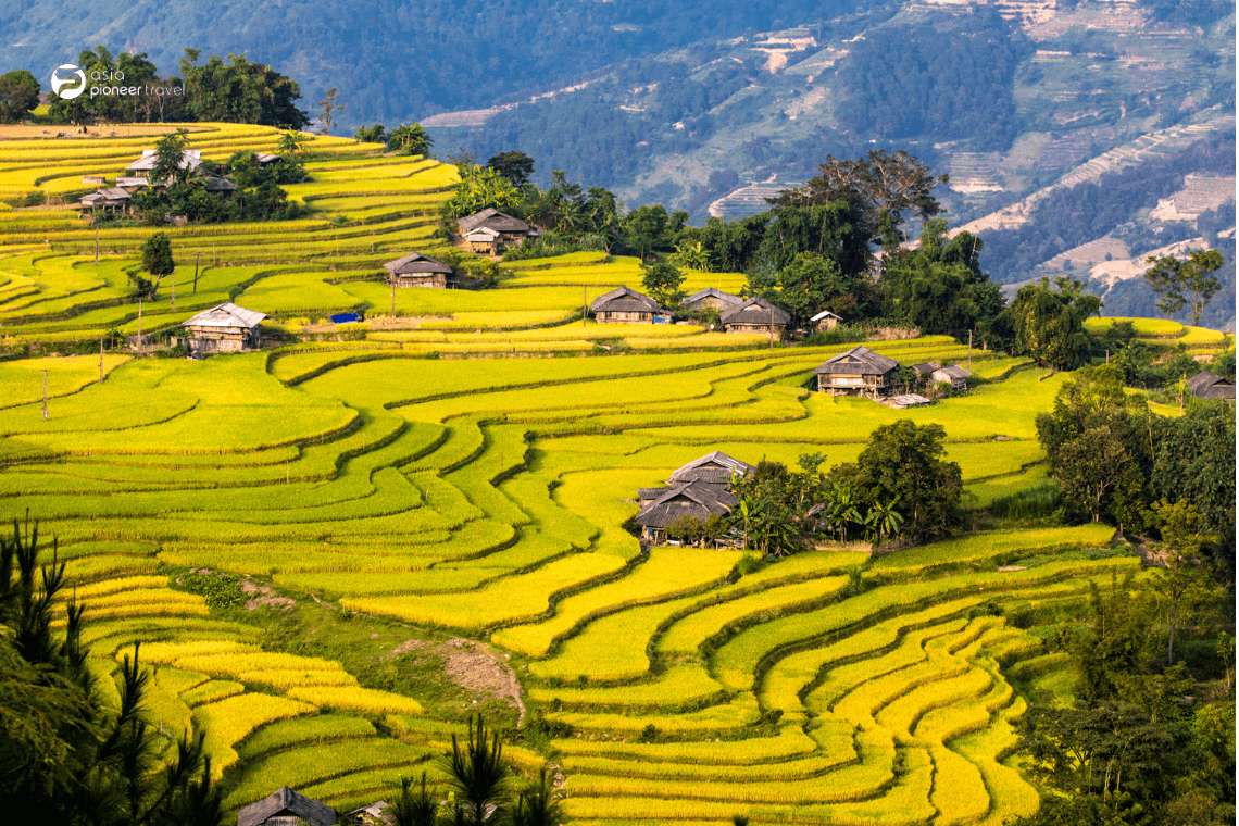 Ha Giang rice terraces