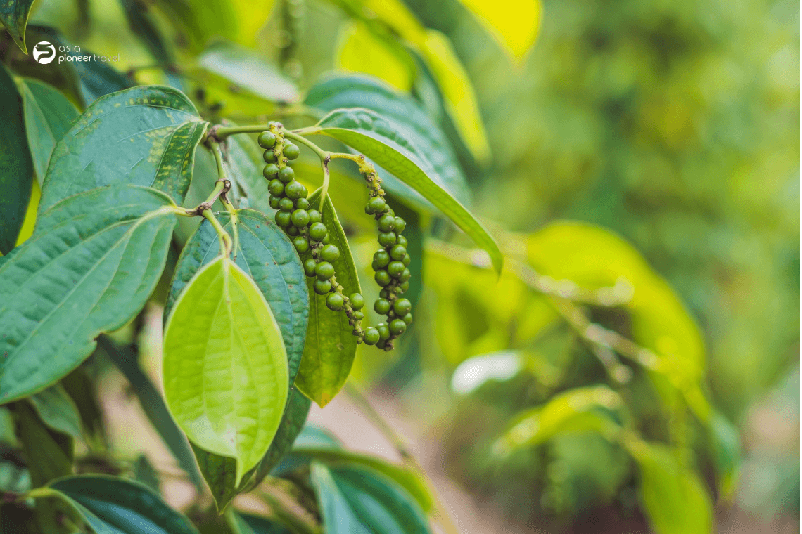 Phu Quoc pepper cultivation