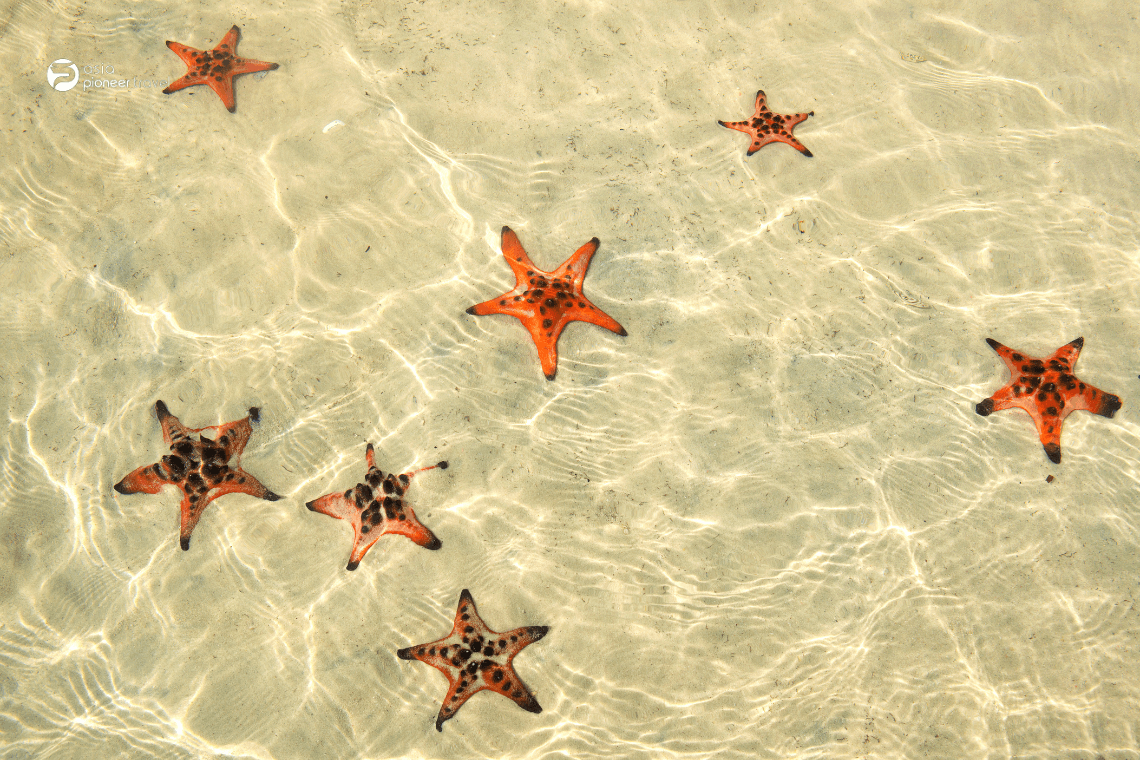 Starfish beach in Phu Quoc