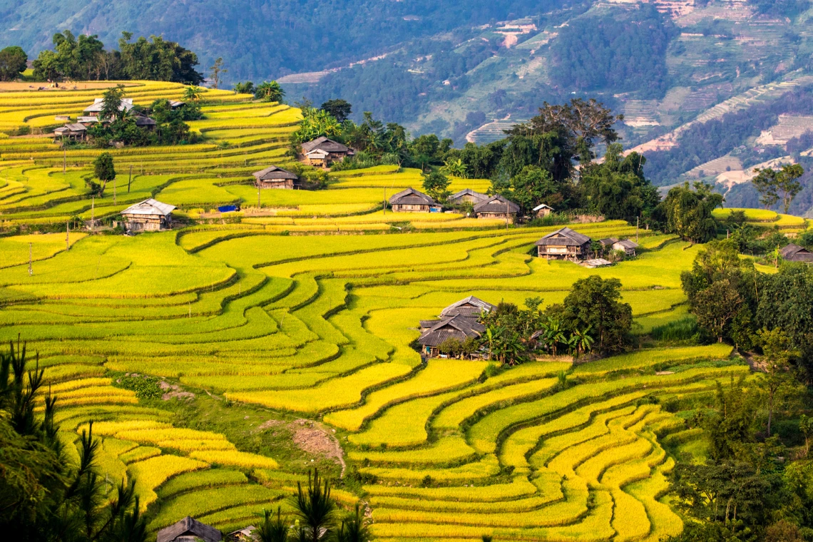 Sapa With Golden Rice Terraces In Harvesting Season