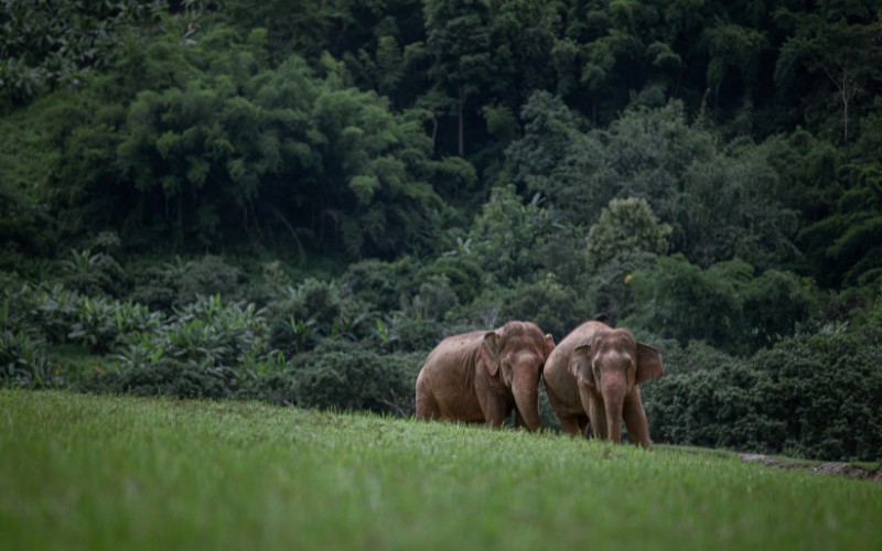 thailand-elephant-sanctuary-3