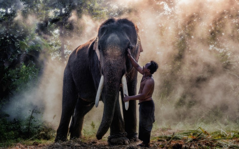 thailand-elephant-sanctuary-4