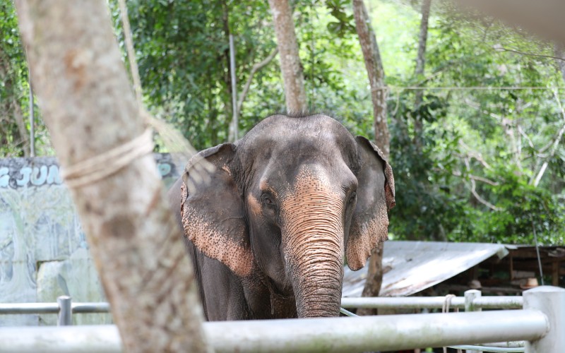 thailand-elephant-sanctuary-5