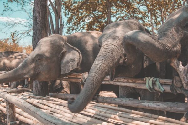 Thailand Elephant Sanctuary - Top 10 Ethical Places You Should Visit