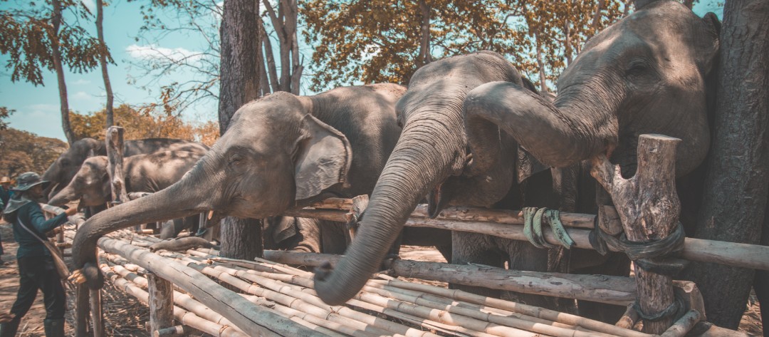 thailand-elephant-sanctuary