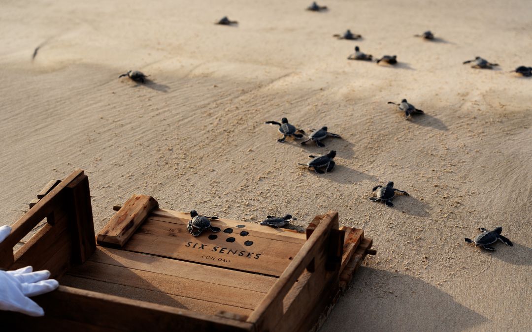 six-senses-con-dao-14.jpg
