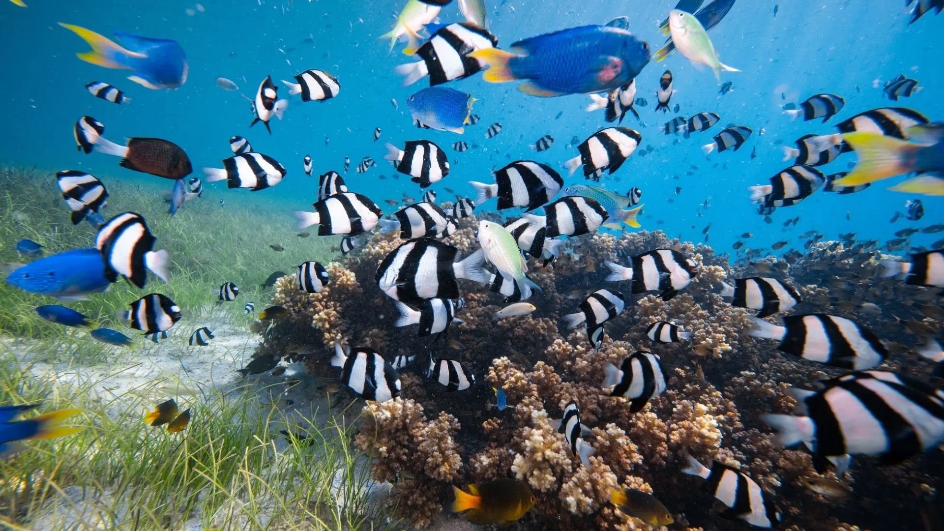 thailand-honeymoon-11-krabi-snorkeling