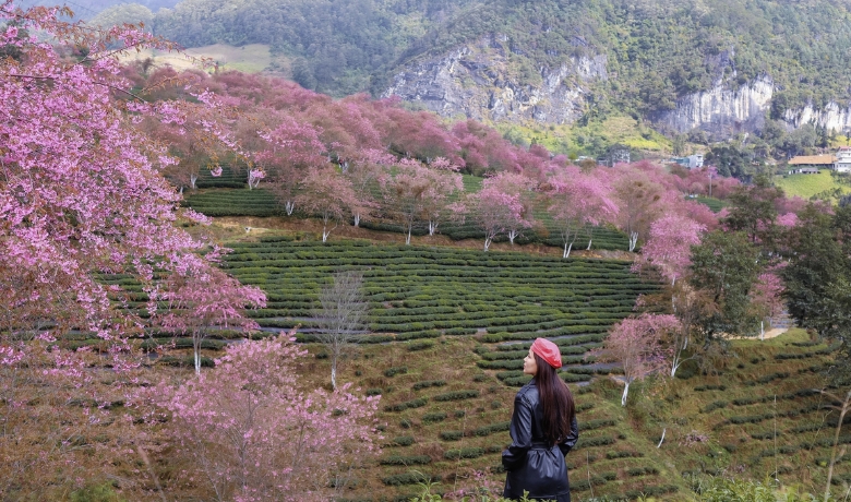 vietnam-tet-holiday-2026-8