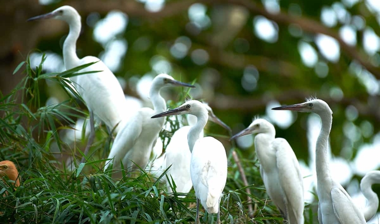 what-to-do-in-can-tho-6