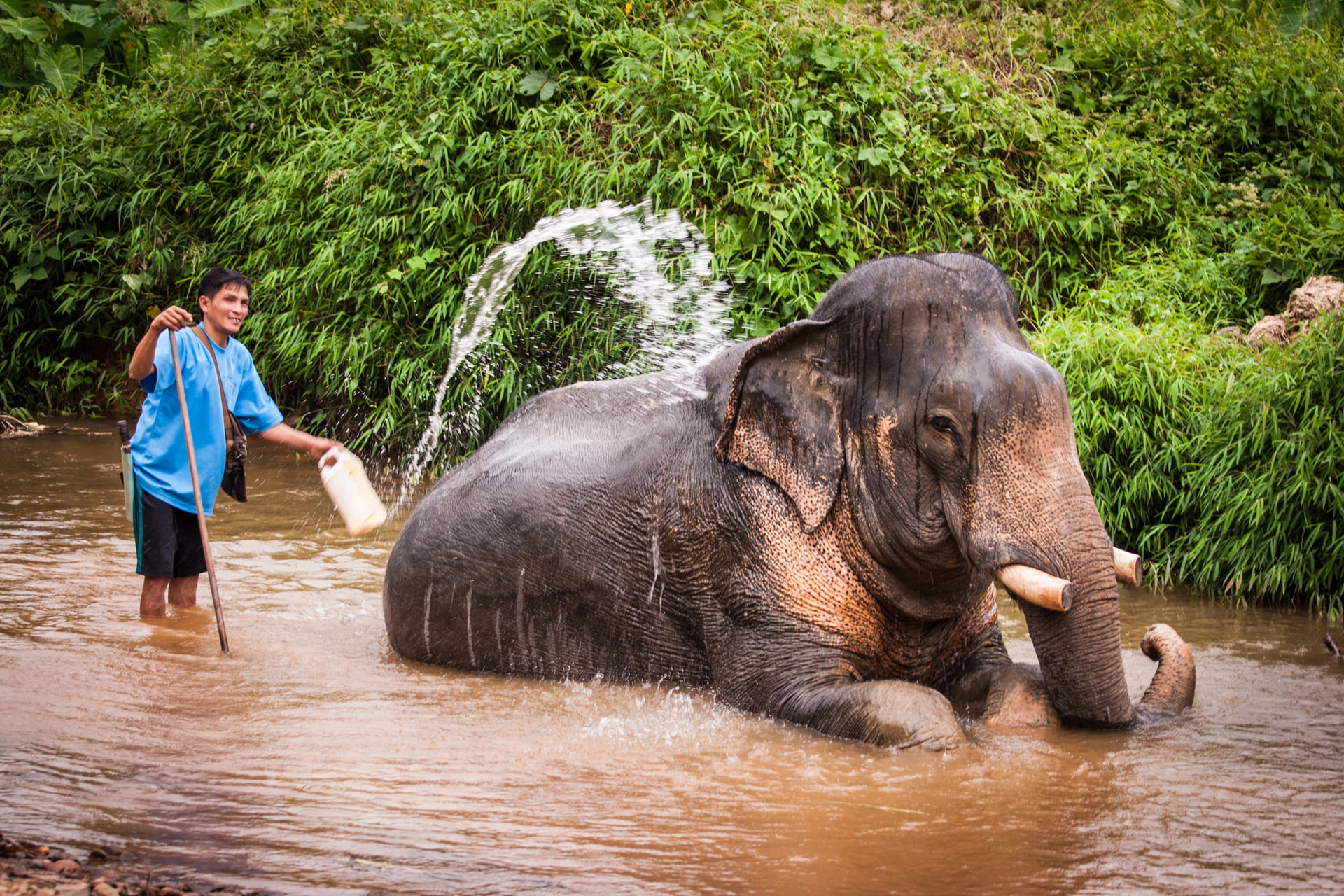 Elephant-Bathing-Khao-Sok-1