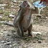 asia-pioneer-travel-tripadvisor