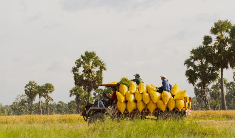 vietnam-rice-field-season-11
