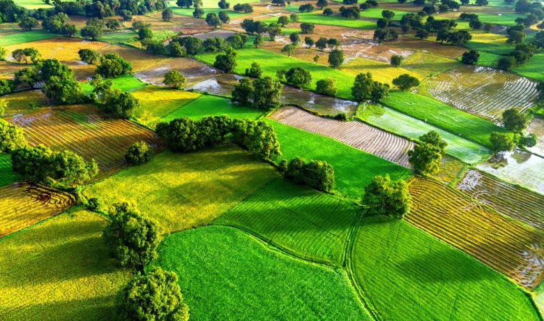 vietnam-rice-field-season-2