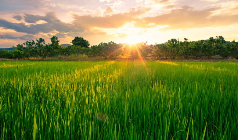 vietnam-rice-field-season-3