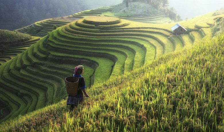 vietnam-rice-field-season-5