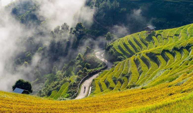vietnam-rice-field-season-6
