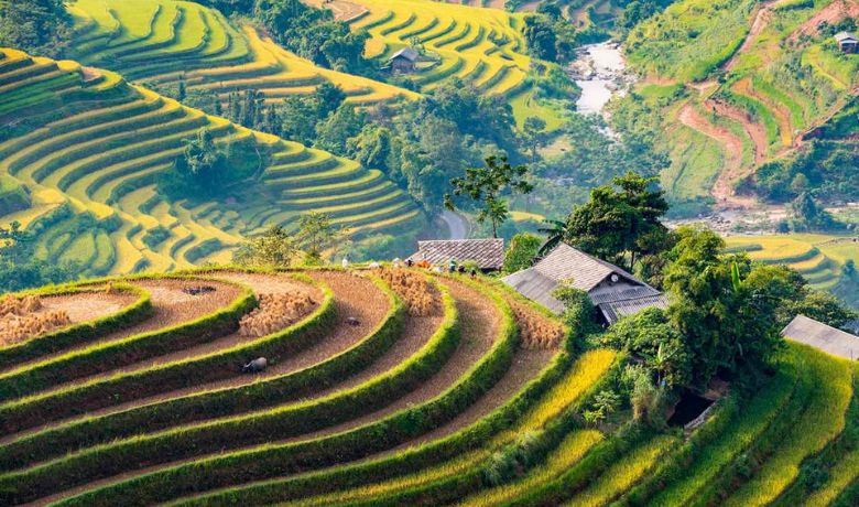 vietnam-rice-field-season-7