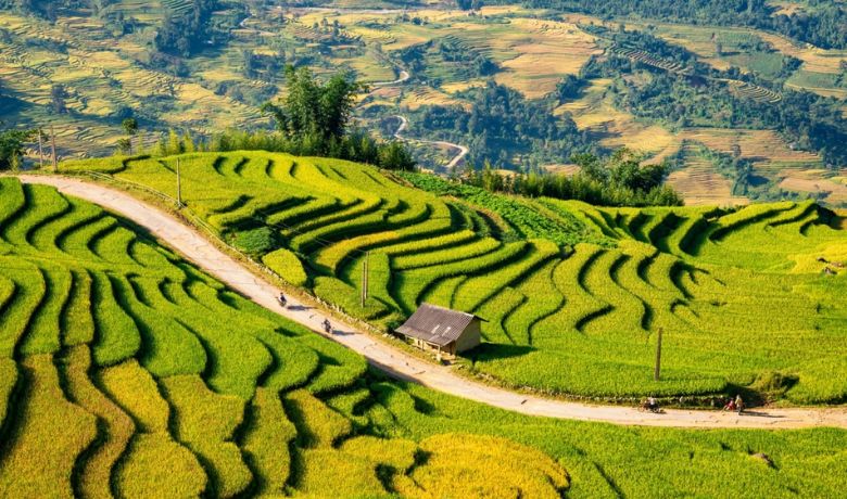 vietnam-rice-field-season-8