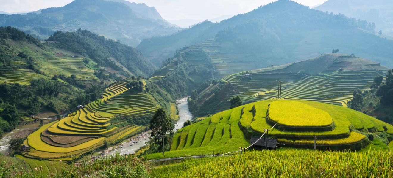 Vietnam Rice Field Season: The Complete Guide for Travelers