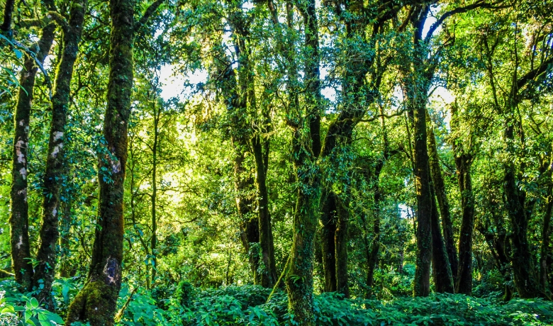 Travelers enjoy lower costs, lush green views, and cooler air.
