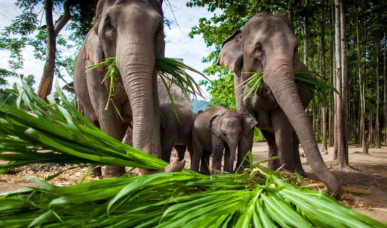 travel-to-thailand-in-december