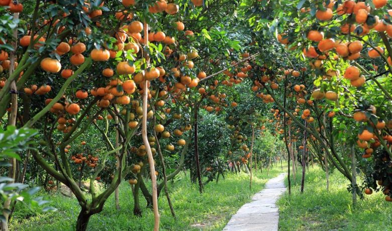 things-to-do-in-the-mekong-delta