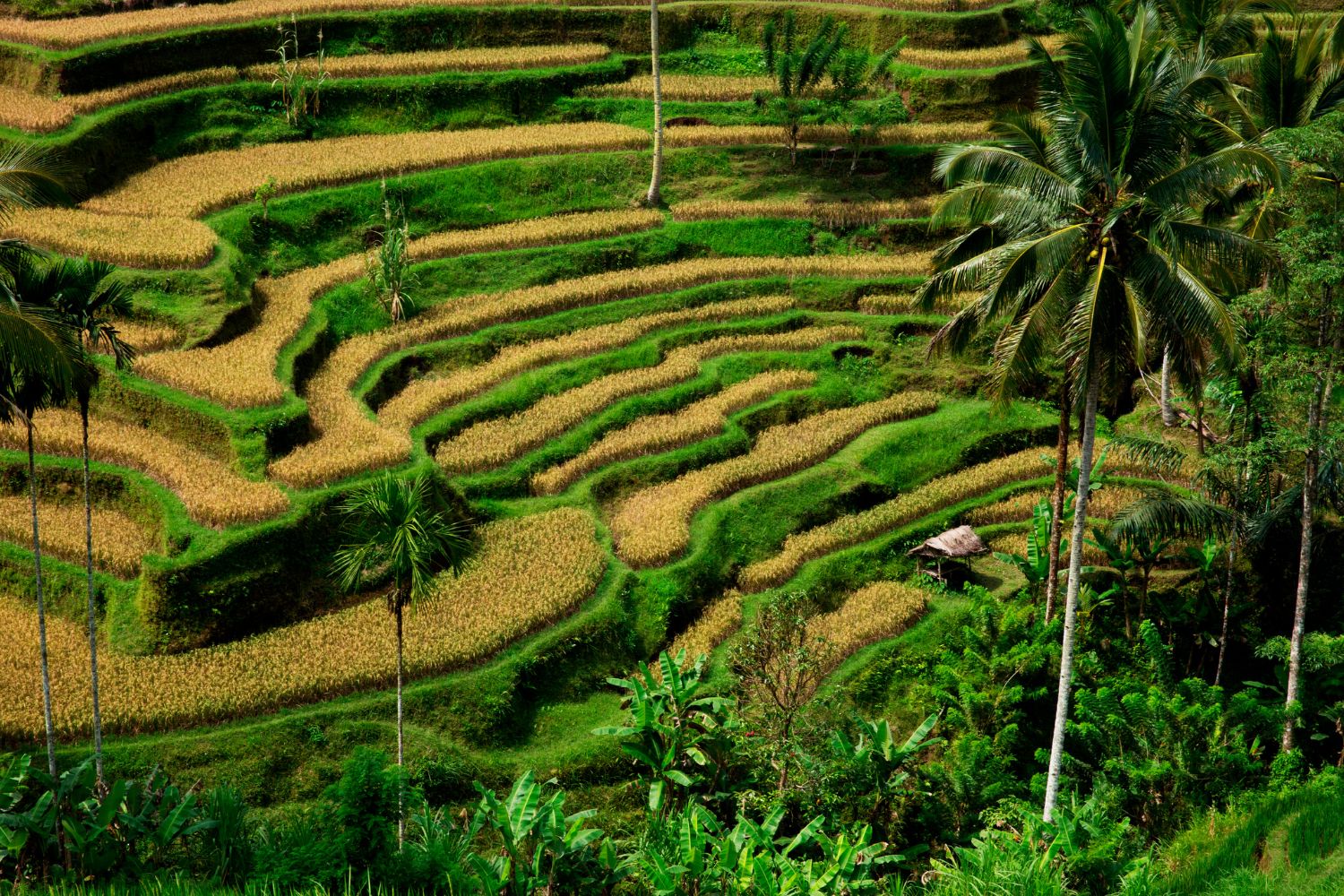 bali-in-december-3