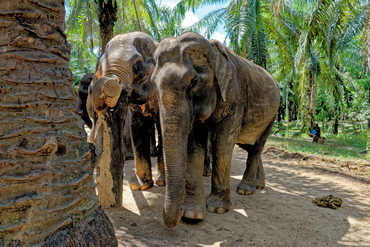 krabi-elephant-sanctuary