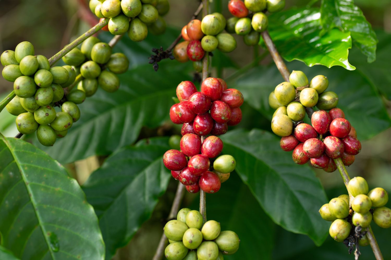 vietnamese-coffee-2
