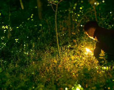 Discover The Best Place To See Fireflies In Vietnam: Where Do Fireflies Dance?