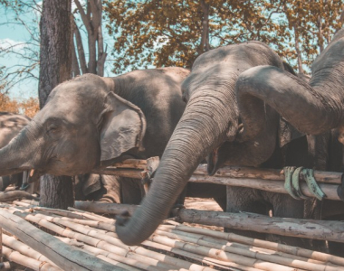 Thailand Elephant Sanctuary – Top 10 Ethical Places You Should Visit