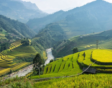 Vietnam Rice Field Season: The Complete Guide for Travelers