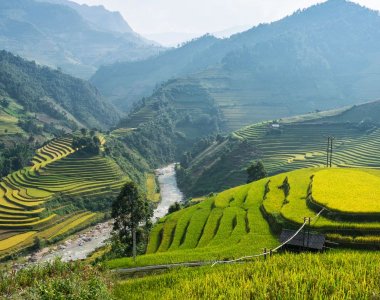 Vietnam Rice Field Season: The Complete Guide for Travelers